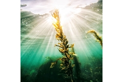 Image Image